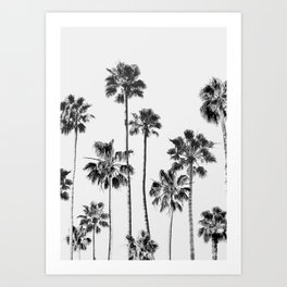 Black & White Palms 3 Art Print