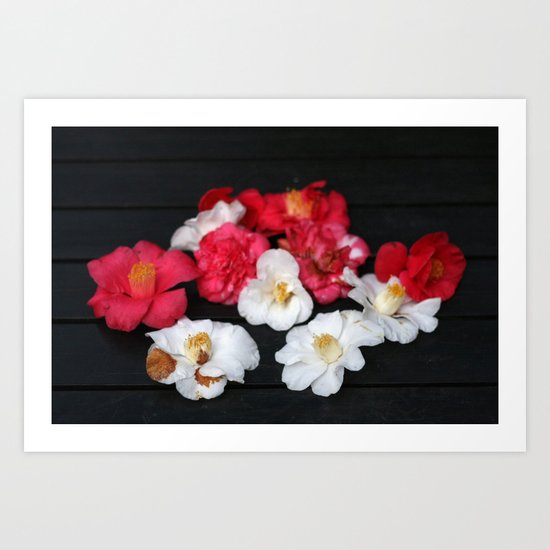 Red and White camelia Art Print