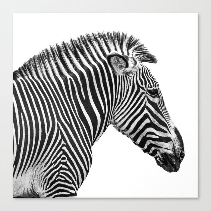 BEAUTIFUL ZEBRA GLOSSY POSTER PICTURE PHOTO PRINT african wild black white 2090 