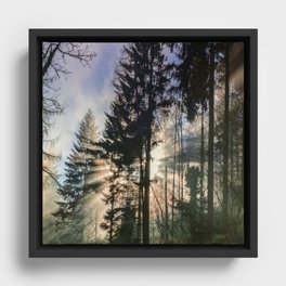 Sun Shinning Thru Trees Framed Canvas