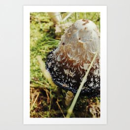 Dalmatian Mushroom | Nature Photography #mushroom #decor #art Art Print