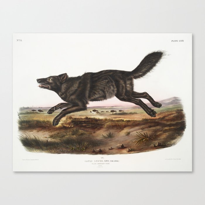 Black American Wolf (Audubon) Canvas Print