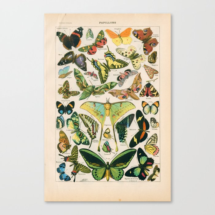Vintage Butterfly Print Leinwanddruck Vintage Butterfly Print Leinwanddruck
