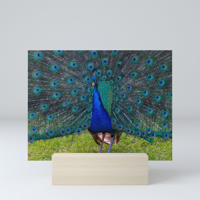 Peacock Mini Art Print