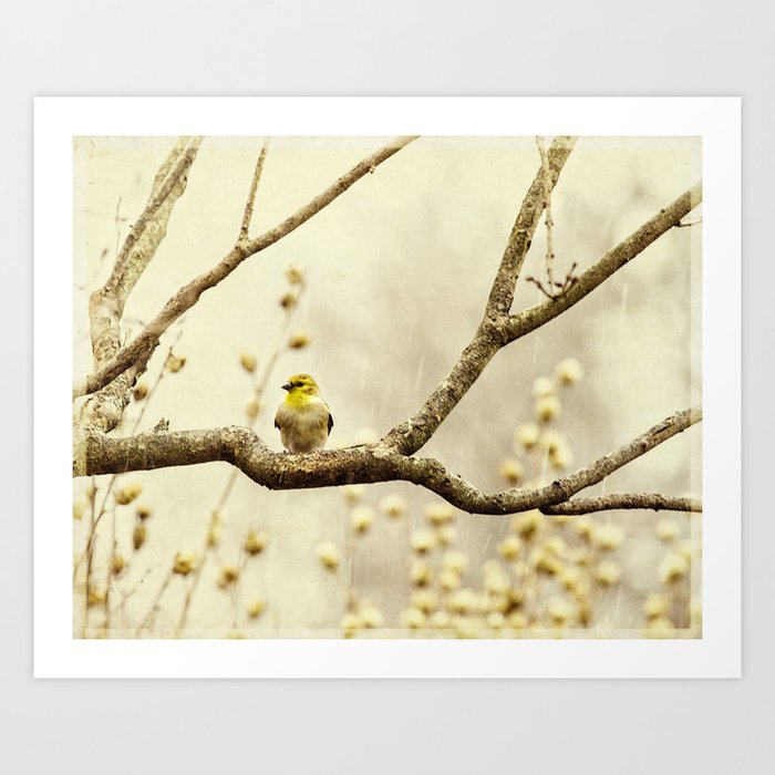 chilly little birdie Art Print