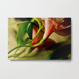 Underbelly Metal Print | Photo, Nature 