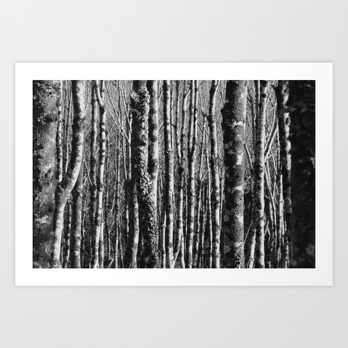 Abstract Forest Texture Black White Art Print By Aaronoreilly