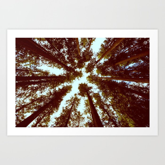 Forest Sky Vintage Trees Art Print