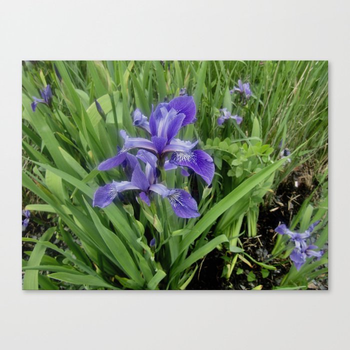 Wild Purple Iris Canvas Print