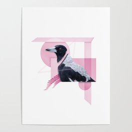 Australian Magpie Poster