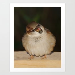 Hungry House Sparrow Art Print | Housesparrow, Wildbird, Wildlife, Hedge, Adultbird, Domesticus, Sparrow, Photo, Smallbird, Nature 