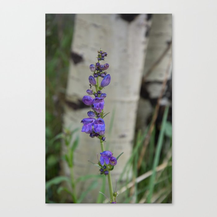 Bluebell and Aspen Canvas Print