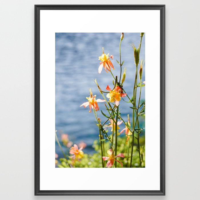 Idaho Columbine Wildflower - Nature Photography Framed Art Print