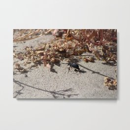 Black Blister Beetle... Metal Print | Ebony, Blackvelvet, Jetblack, Desert, Beetledesertscape, Richblack, Wildlifepreserve, Blackbeetle, Onyx, Beetle 