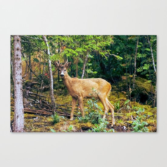 The Wandering Deer Canvas Print