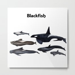 Blackfish Metal Print | Other, Pilotwhale, Blackfish, Illustration, Killerwhale, Dolphins, Painting, Marinemammals, Animal, Cetaceans 