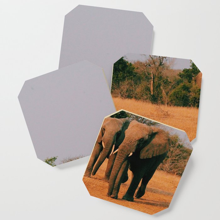 elephants during sunset Coaster