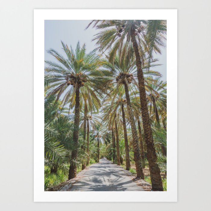 Date Palm Trees in Oman #1 Art Print