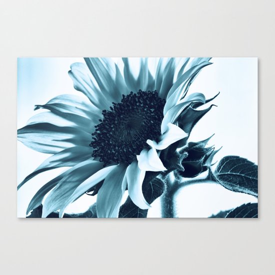 Blue Sunflower Canvas Print