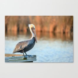 Lonesome Pelican Canvas Print