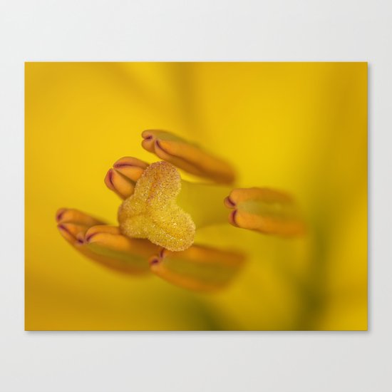 Lily Love Canvas Print