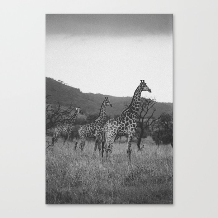 Kaleidoscope of Giraffes Canvas Print