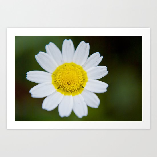 Miss Daisy Art Print