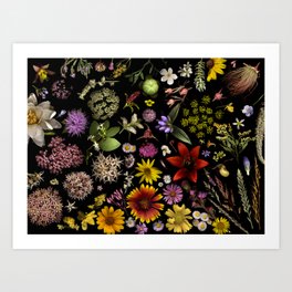Flowers of Plants Native to Manitoba, Canada Art Print