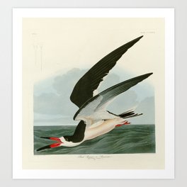 Black Skimmer or Shearwater by John James Audubon Art Print