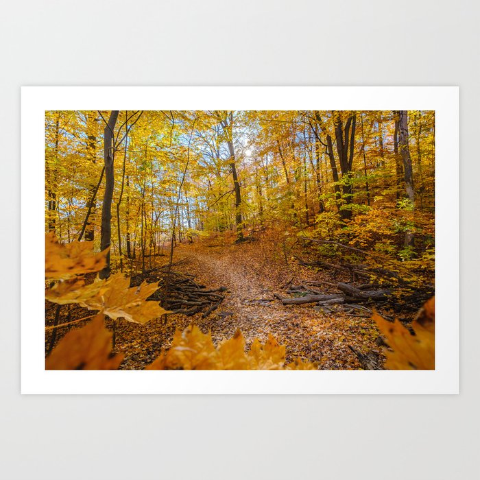 Autumn Woods Landscape Photograph Art Print