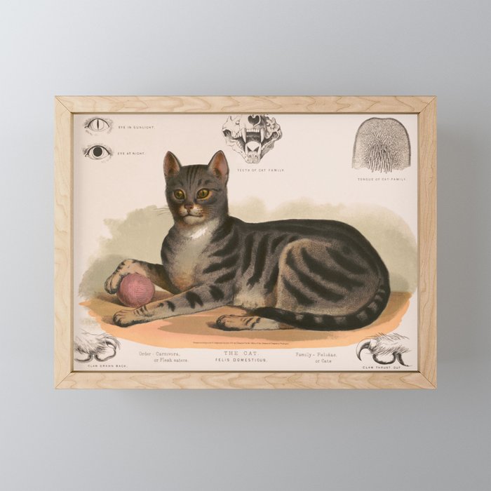 Anatomy of the house cat Framed Mini Art Print