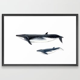 Bryde´s whale and baby whale Framed Art Print