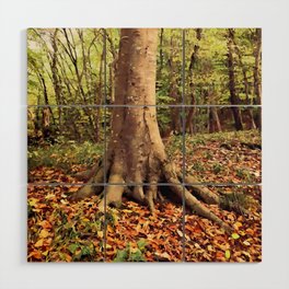 Solid grounding tree roots on the colorful autumn forest soil Wood Wall Art