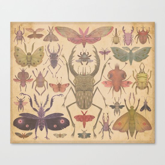 Entomologist's Wish Canvas Print