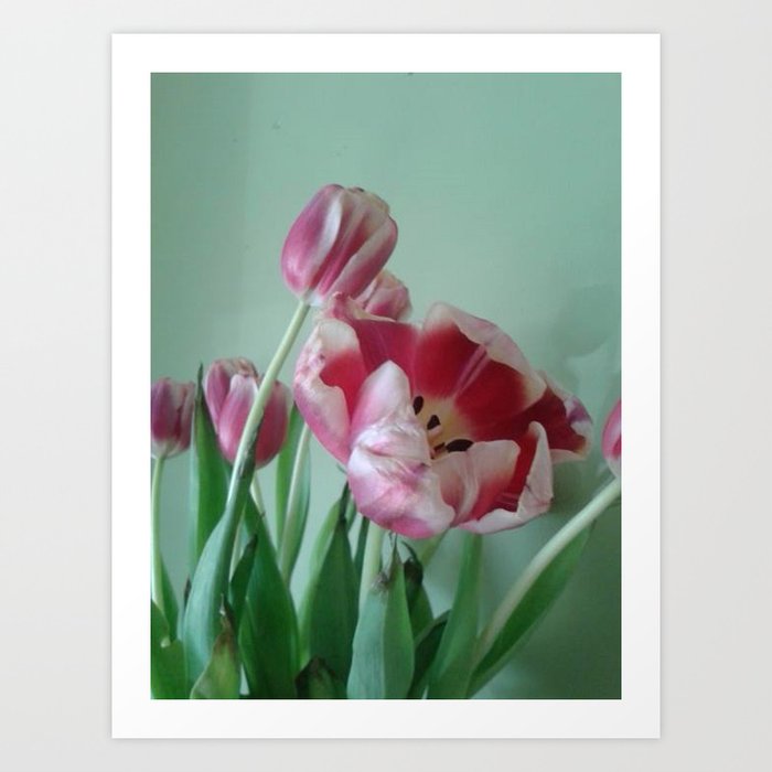 Tulip #2 Art Print