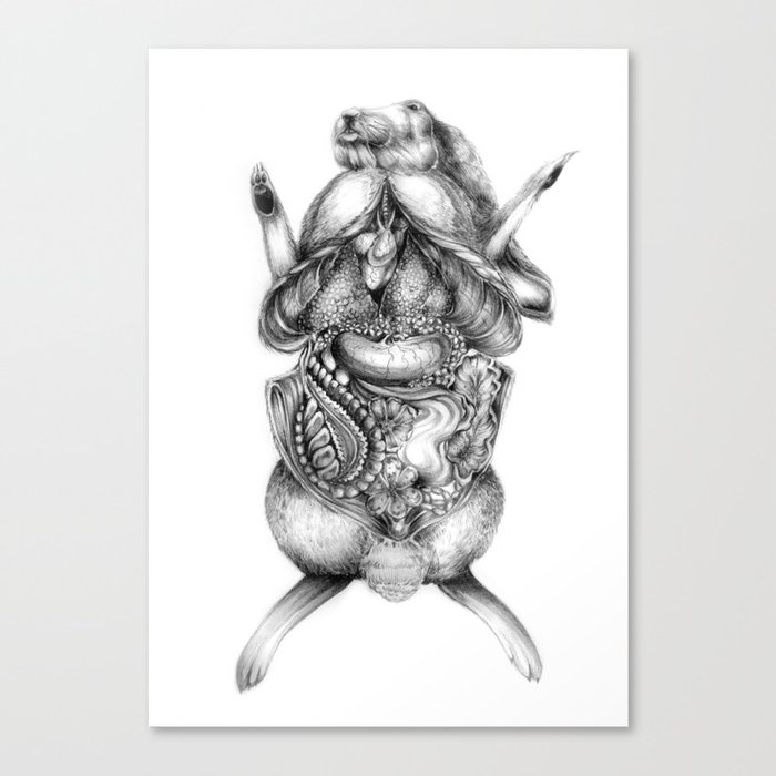 Rabbit Dissection Canvas Print