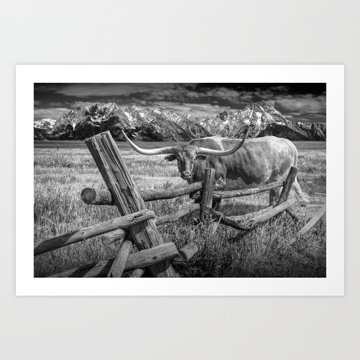Texas Longhorn Steer by an Old Wooden Fence in Black and White Art Print