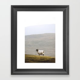 Sheep at Evening Framed Art Print