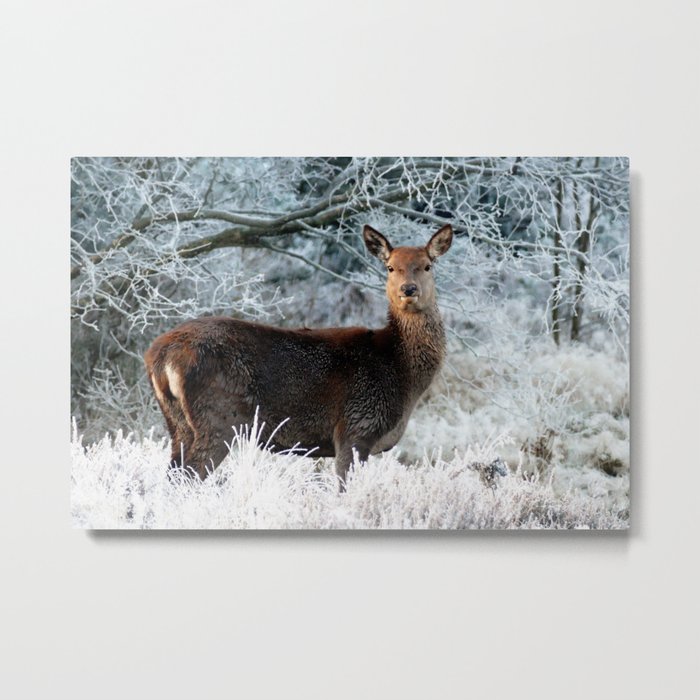 Lone Deer In Winter Metal Print