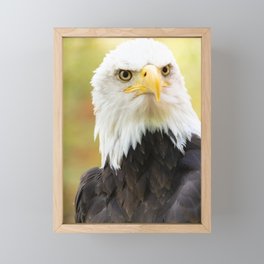 Bald Eagle Framed Mini Art Print