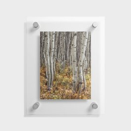 Wiggly Aspen in Autumn Floating Acrylic Print