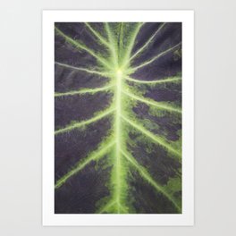 Botanical purple and green retro leaf - nature and travel photography Art Print