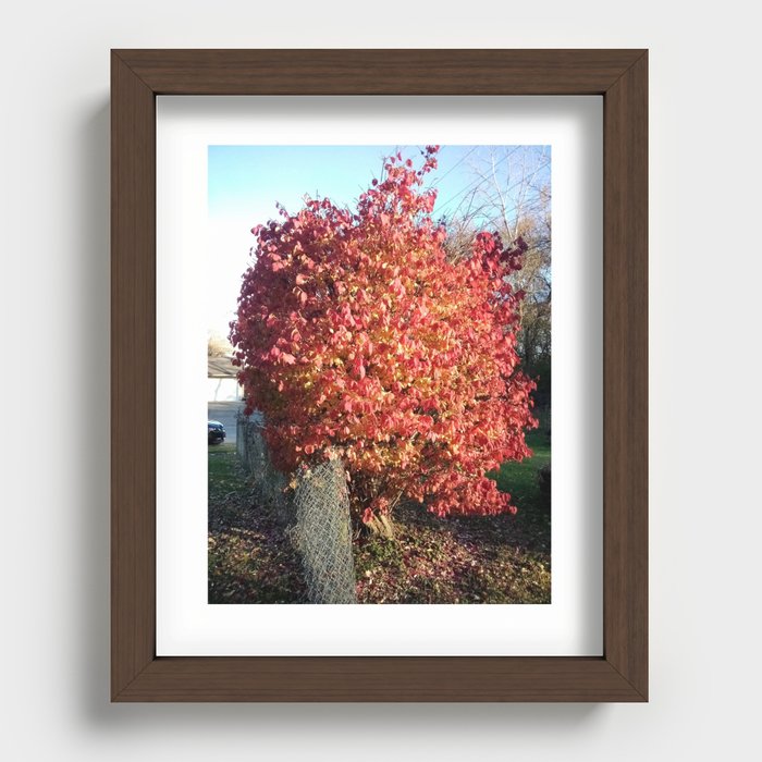 Bush with its colored leaves Recessed Framed Print