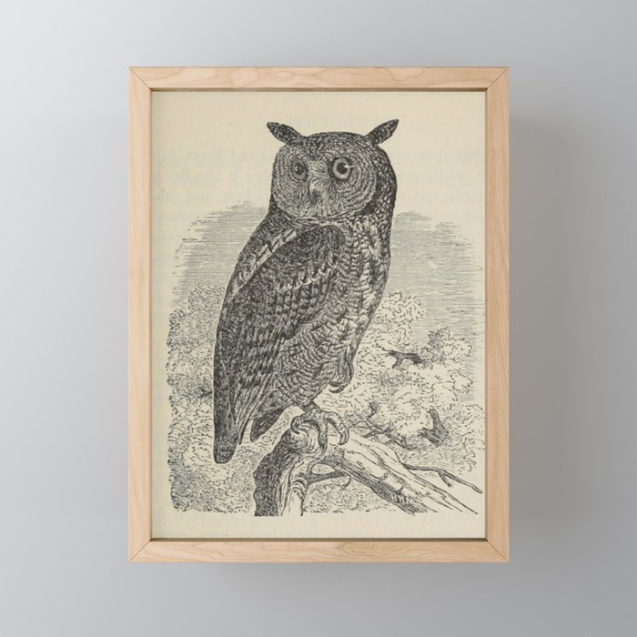 Screech Owl Framed Mini Art Print