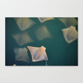 Stingray Fever on the Surface Canvas Print