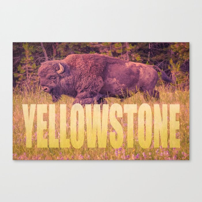 Yellowstone Park Bison Print Canvas Print