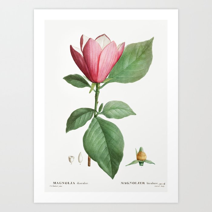 Lily magnolia (Magnolia discolor) from Traite des Arbres et Arbustes que lon cultive en France en pl Art Print