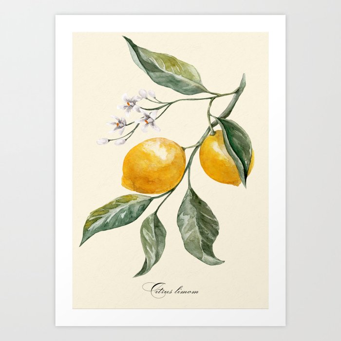 Lemon Vintage Illustration Art Print