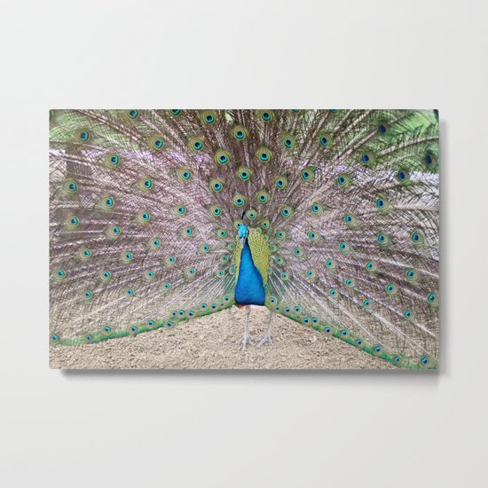 peacock Metal Print