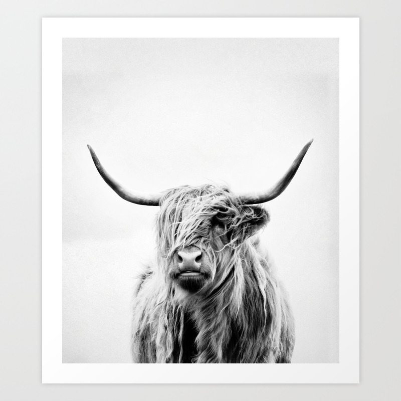Cows-HIGHLAND CATTLE-PORTRAIT POSTER-size 61x91,5 cm